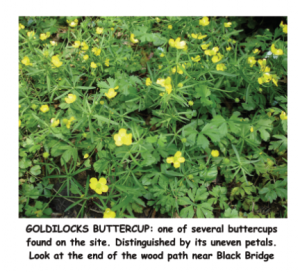 Goldilocks Buttercup